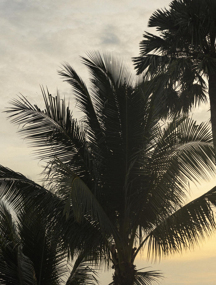 Aman Miami Beach - Palm Tree